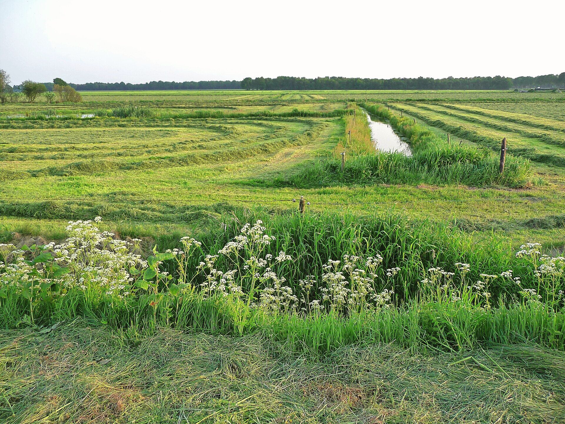 Vlak Drents landschap met sloten en grasland